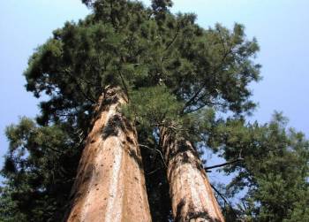 Как срубить самое старое дерево на планете
